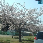 車中からの桜